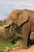 elephant (1)